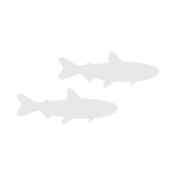 Salmonid lifecycle